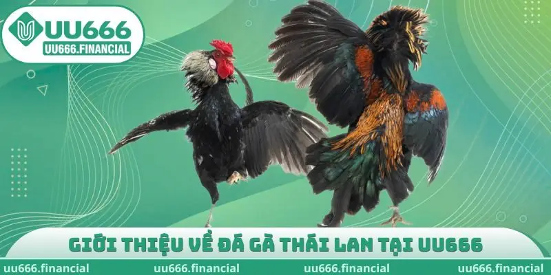 Giới thiệu về Đá Gà Thái Lan tại UU666