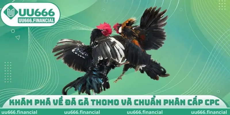 Khám phá về đá gà thomo và chuẩn phân cấp CPC 
