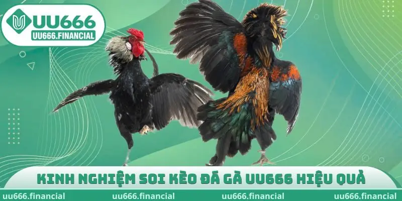 Kinh nghiệm soi kèo đá gà UU666 hiệu quả