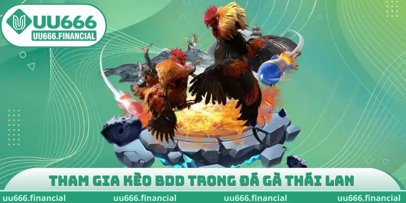 Tham gia kèo BDD trong đá gà Thái Lan 