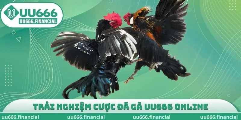 Trải nghiệm cược đá gà UU666 online đỉnh cao