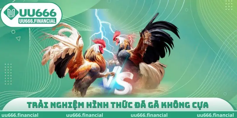 Trải nghiệm hình thức đá gà không cựa 